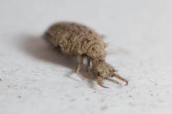 antlion_large.small preview (250px).jpg