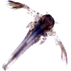 Brine shrimp icon
